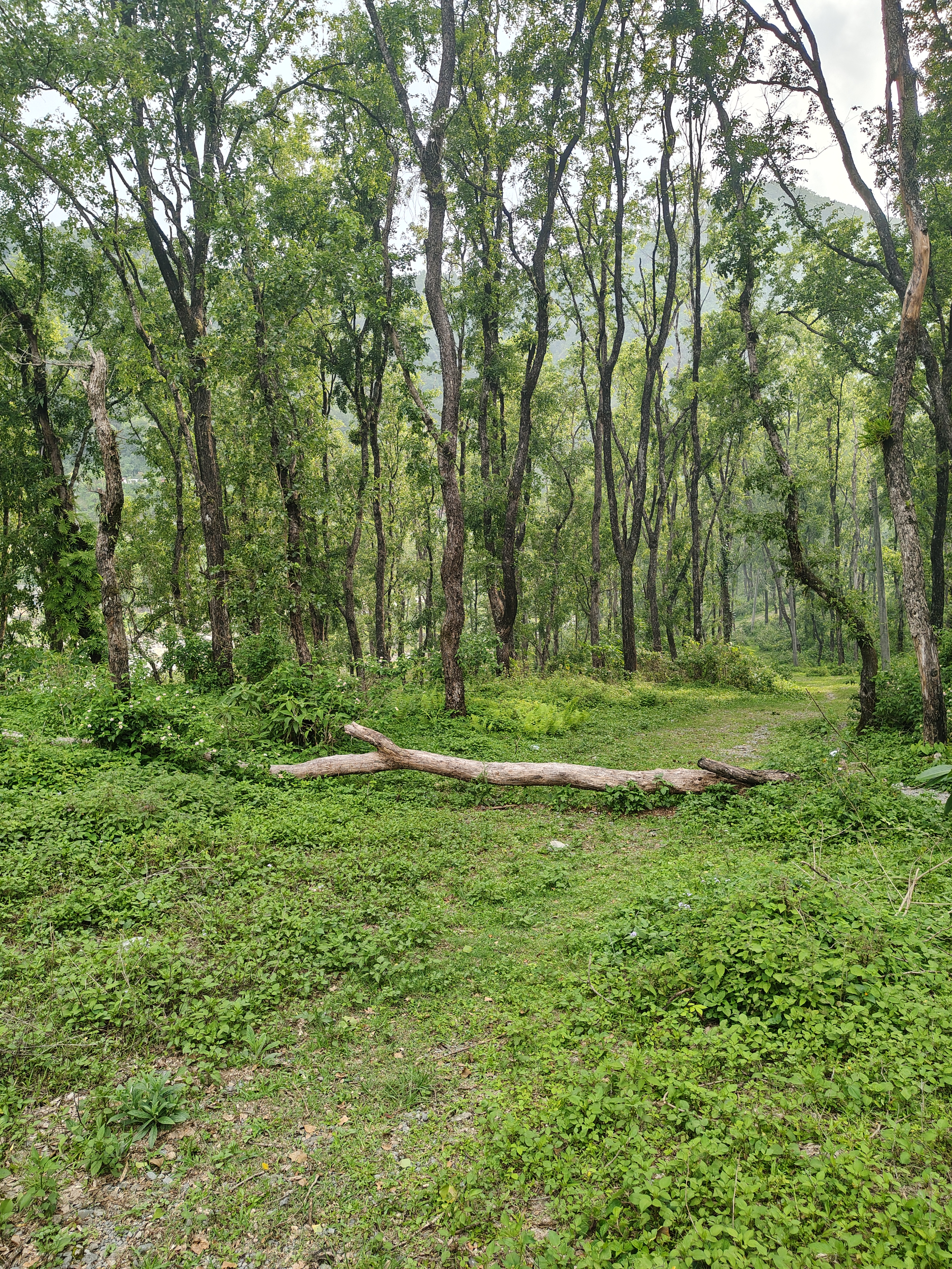 A serene forest landscape featuring tall, green trees with textured bark.