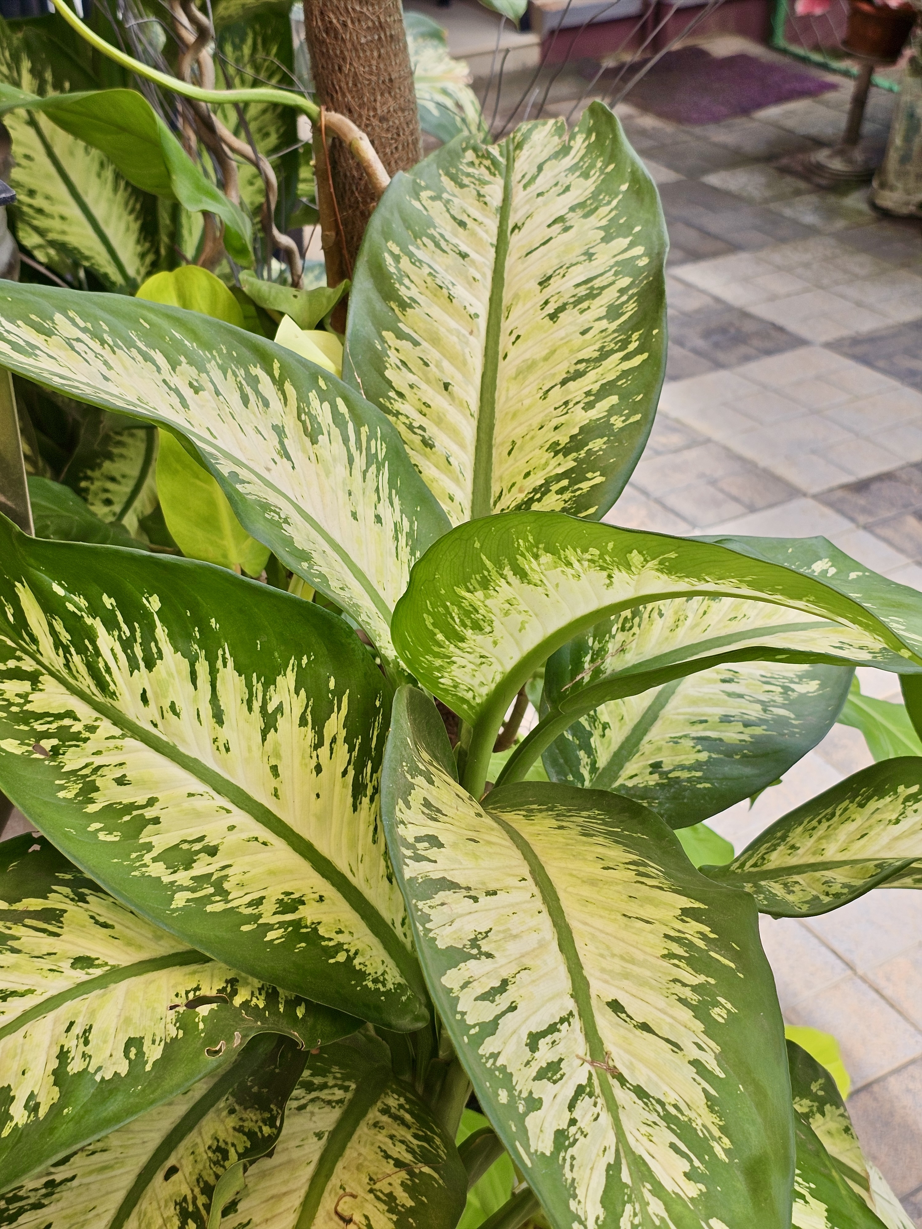 A Dieffenbachia plant, commonly known as Dumb Cane. Its large, pointed leaves feature striking patterns of green, cream, and white variegation. It is captured from Kozhikode, Kerala.