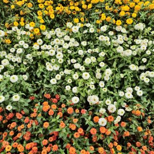 A field of narrowleaf zinnia flowers with yellow, white, and orange blooms. The flowers are arranged in horizontal stripes, creating a colorful and vibrant pattern. An early morning scene from the Government Botanical Garden, Ooty, Tamil Nadu.