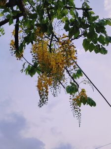 A close-up view of a branch featuring vibrant yellow flowers and lush green leaves against a softly clouded sky.