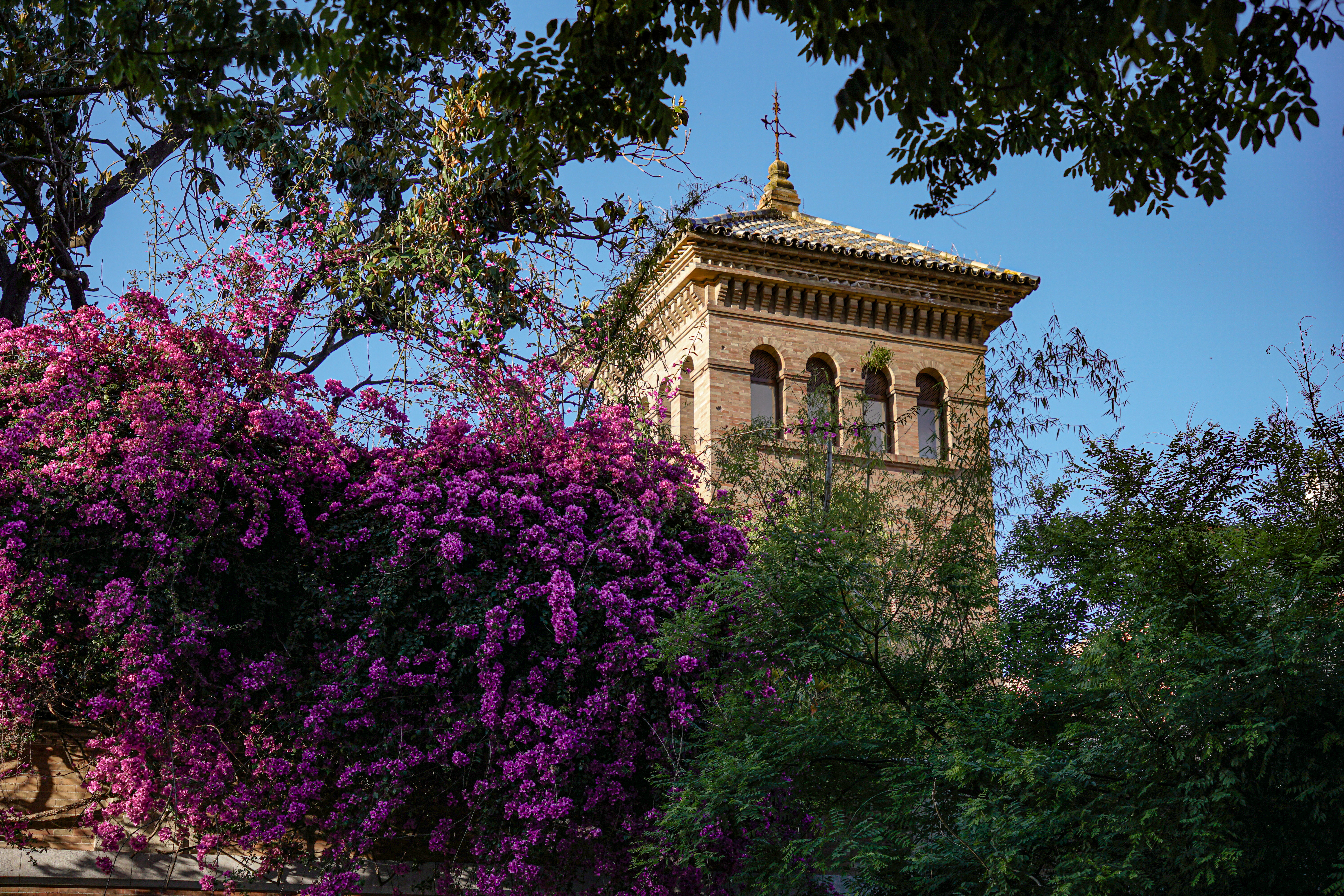 A vibrant display of blooming bougainvillea with its deep pink flowers envelops the foreground, while in the background, a stately old building with arched windows and a tiled roof rises against a clear blue sky.