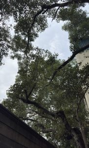 A view looking up at a large tree with thick, dark branches stretching across the frame against a cloudy sky. Broad, abundant leaves form a lush green canopy overhead