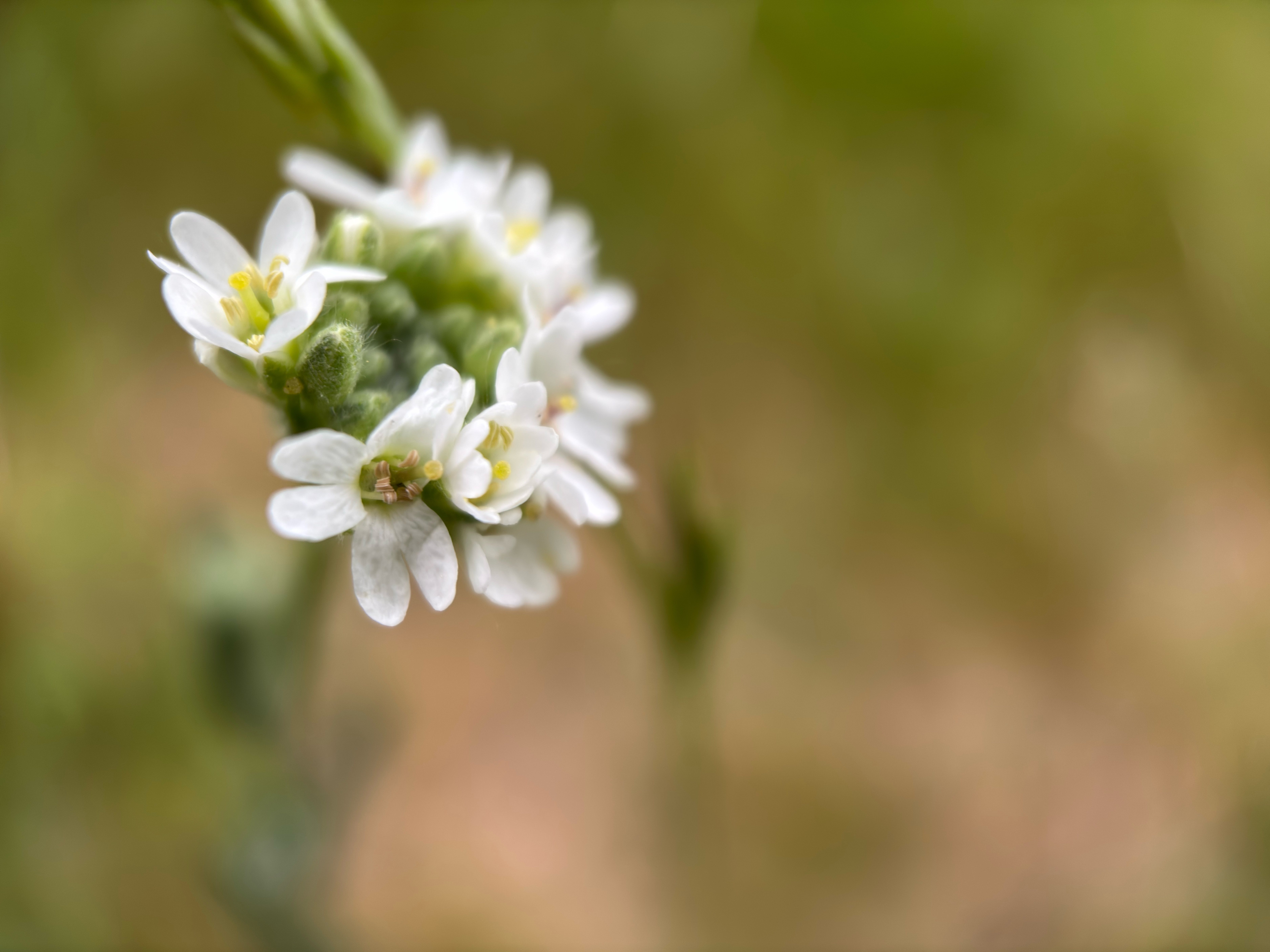 Closeup of tiny white flowers.