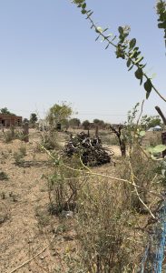 A dry landscape featuring sparse vegetation, small bushes, and a pile of branches in the foreground. 