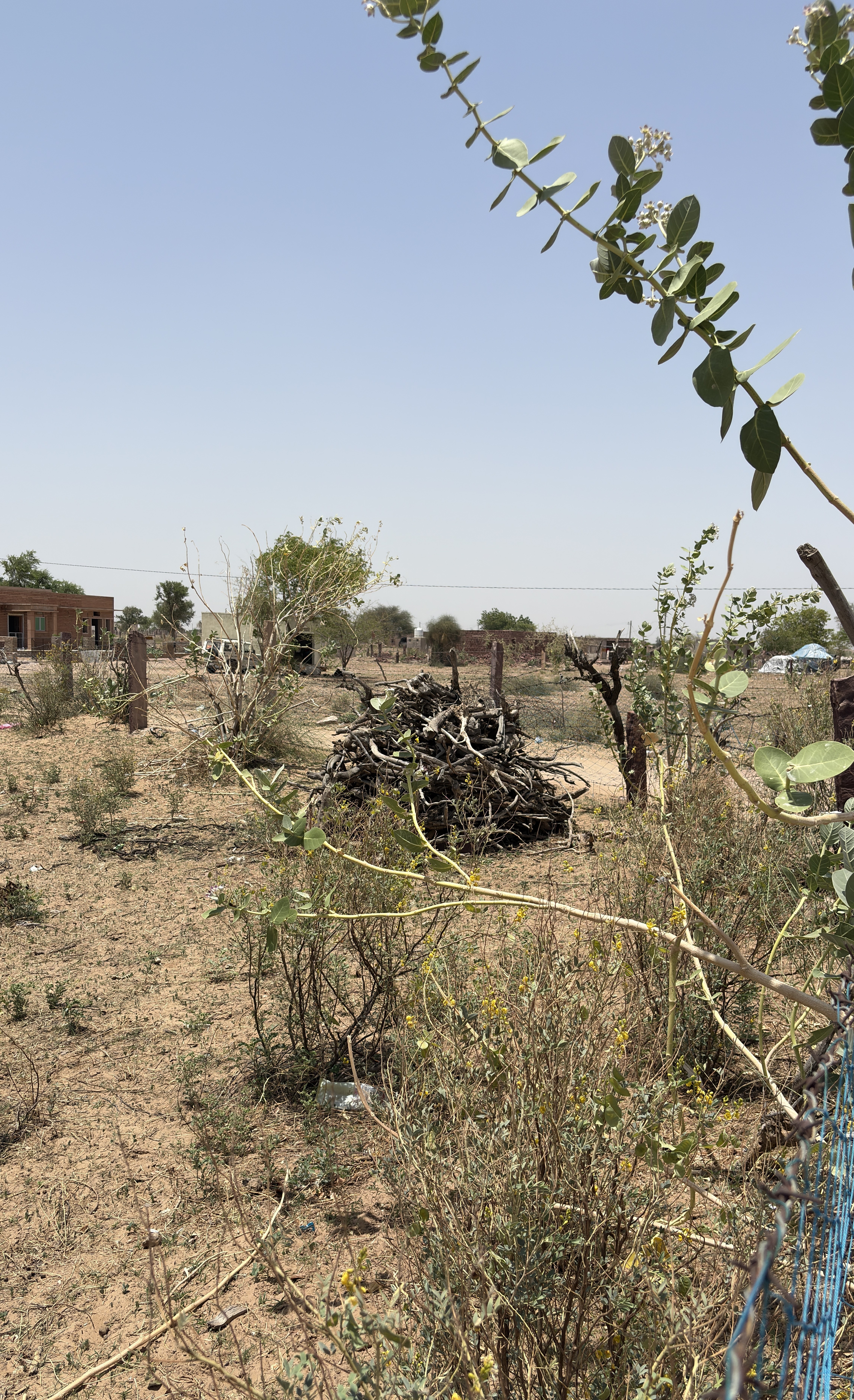 A dry landscape featuring sparse vegetation, small bushes, and a pile of branches in the foreground.