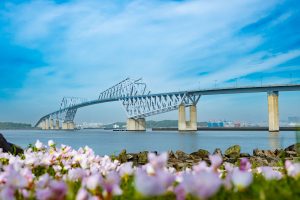 Beneath a cloudy blue sky, the Tokyo Gate Bridge stands tall over Tokyo Bay, framed by rocky shores and a foreground filled with countless pink flowers in bloom