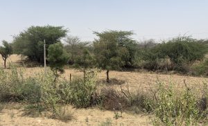 A dry, rural landscape with sandy soil and scattered vegetation, including small bushes and trees. A utility pole with power lines stands among the plants, and the background features more sparse trees under a clear blue sky.