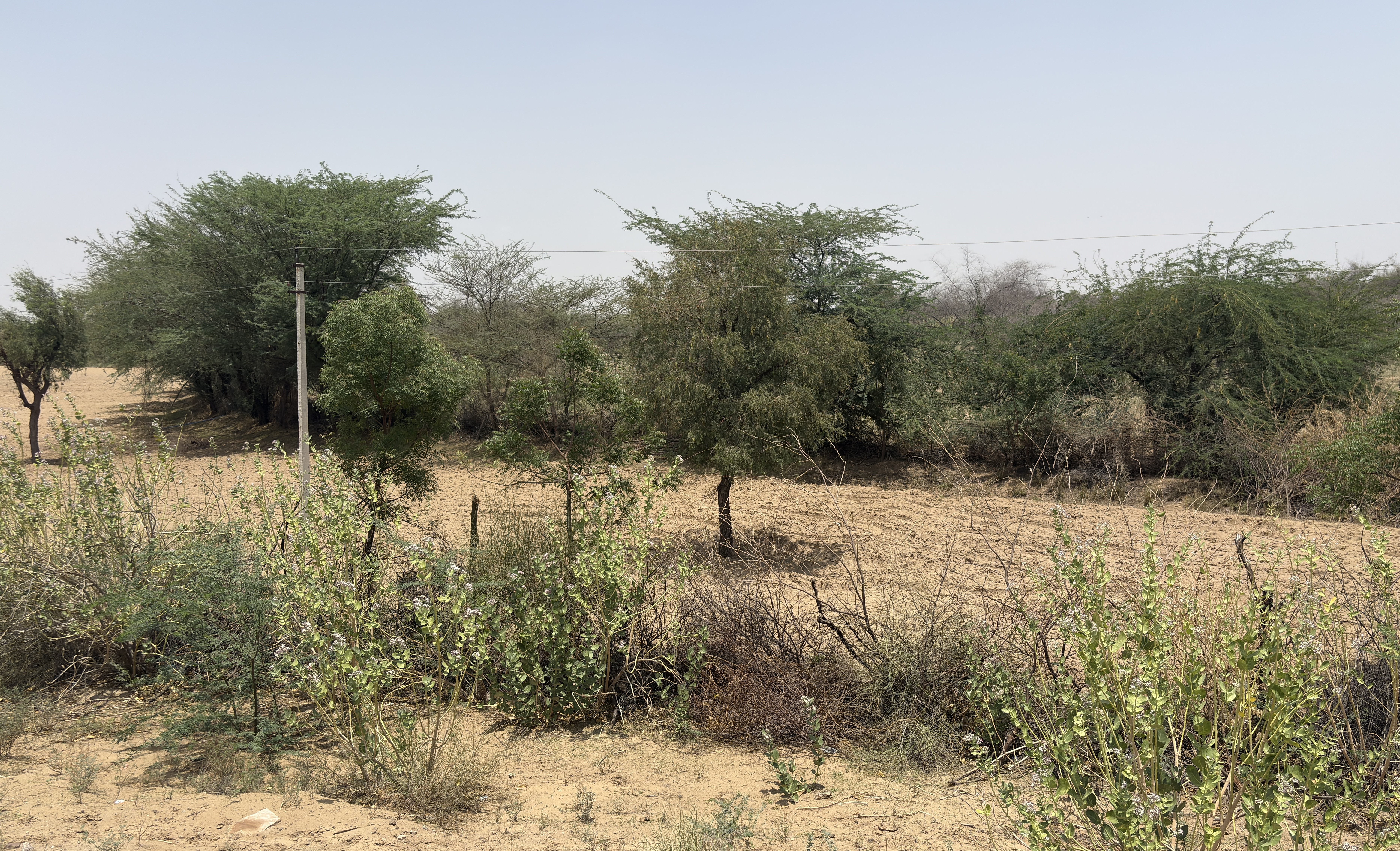 A dry, rural landscape with sandy soil and scattered vegetation, including small bushes and trees. A utility pole with power lines stands among the plants, and the background features more sparse trees under a clear blue sky.