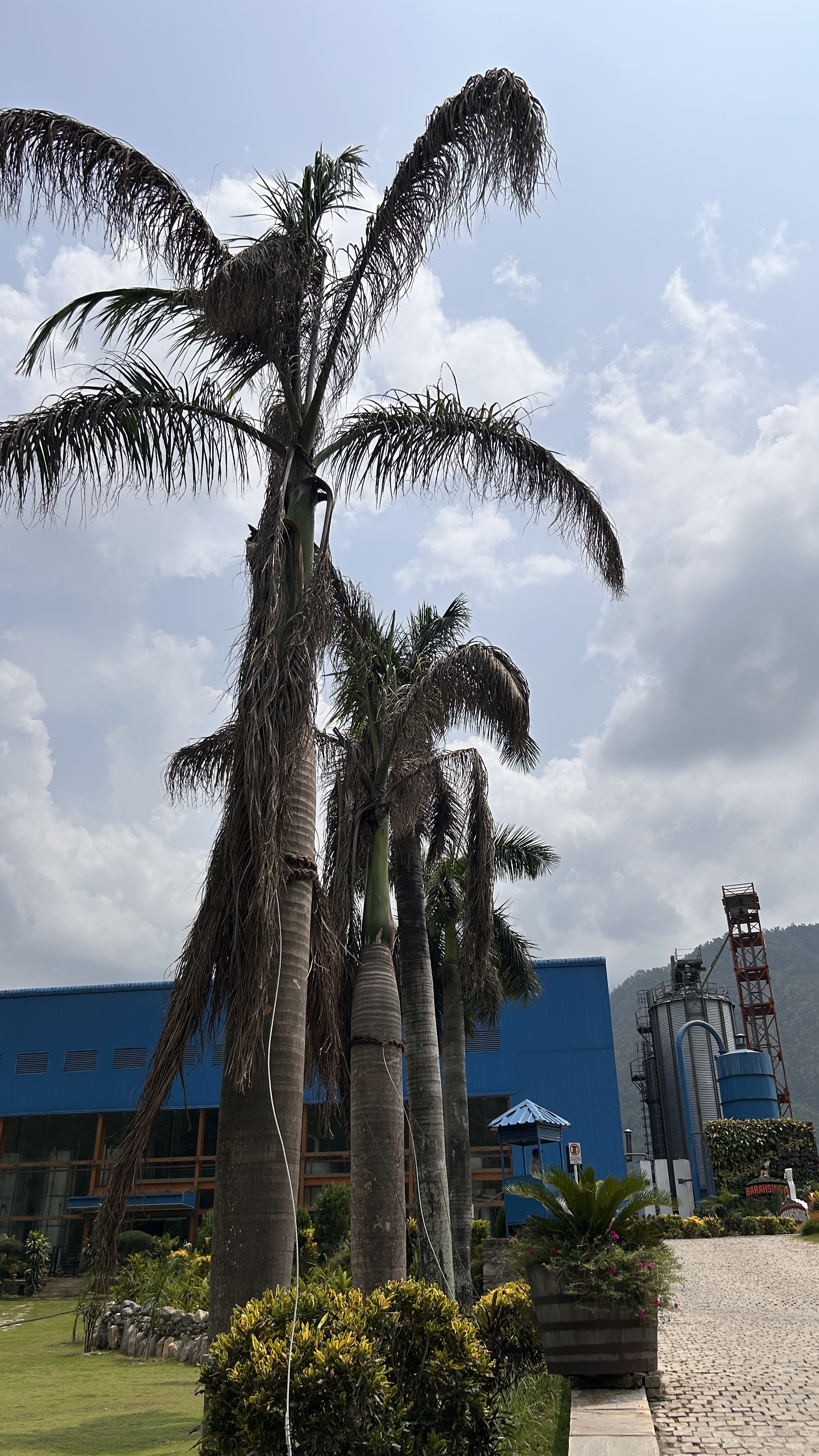 A row of tall palm trees stands against a backdrop of a blue industrial building and a cloudy sky.