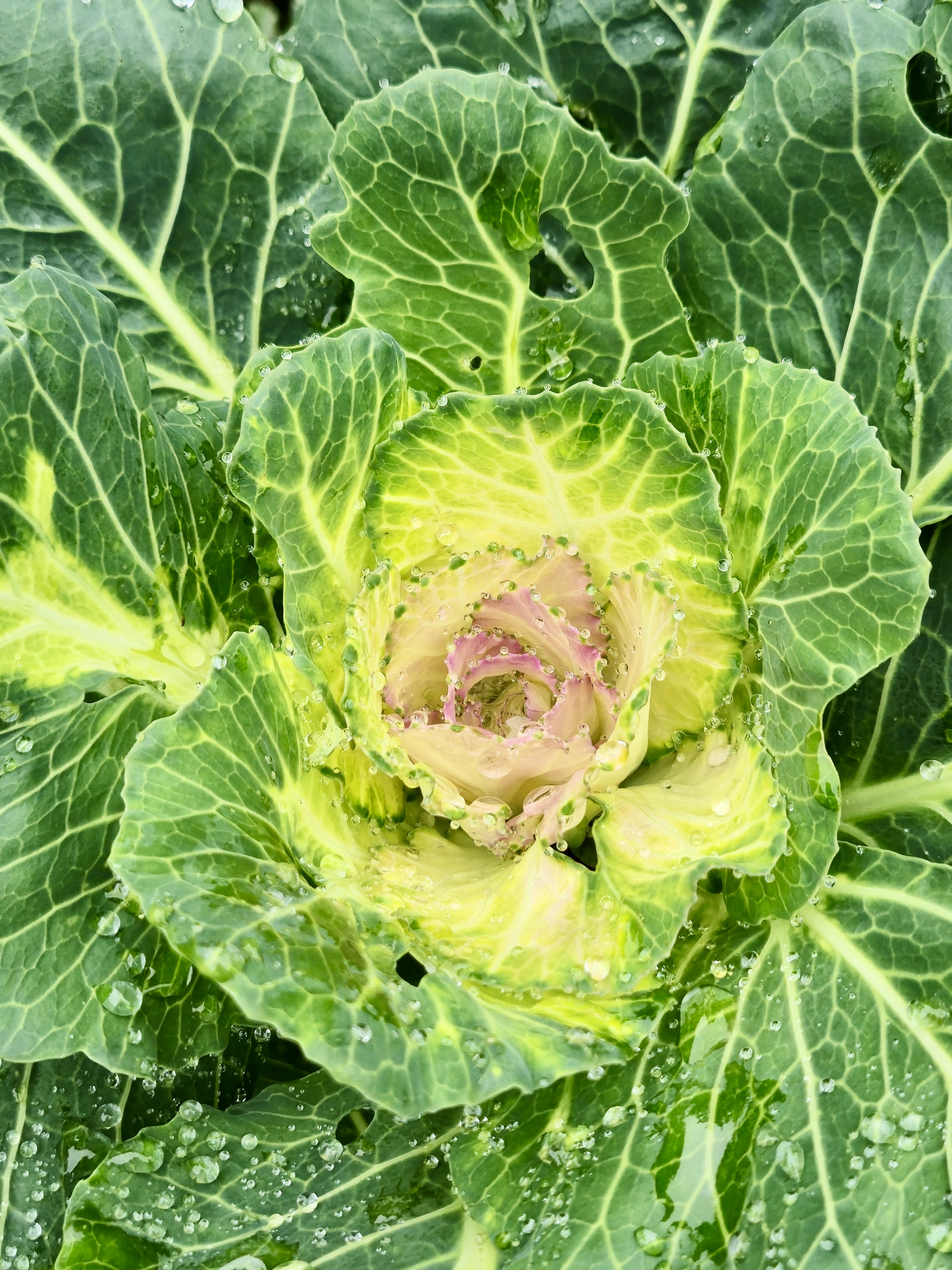 A close-up of an ornamental cabbage, showcasing its vibrant green outer leaves and a center that transitions to a pale yellow with hints of pink. The leaves are adorned with water droplets, adding a fresh and dewy feel to the composition. Captured from the Government Botanical Garden, Ooty, Tamil Nadu.