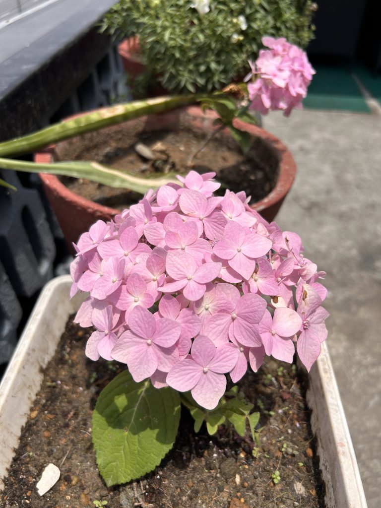 A vibrant pink hydrangea flower cluster in a white planter, with a green leaf at the base. In the background, another pot contains a flowering plant with light pink blooms.