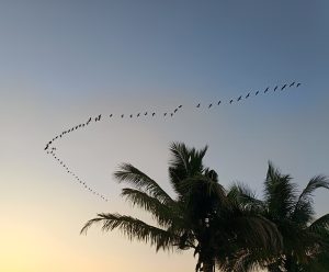A flock of birds flying in a curved line across a clear sky during sunset, with palm trees silhouetted in the foreground. 
