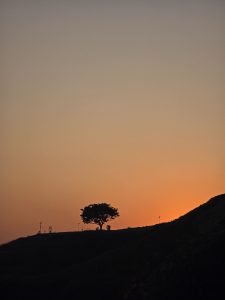A silhouette of a large tree stands on a hill against a gradient sunset sky, where warm hues of orange blend into cooler shades above. In the foreground, the undulating silhouette of the hill adds depth to the tranquil scene. 