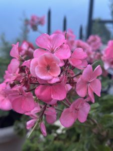 A close-up view of vibrant pink flowers, with delicate petals and green foliage in the background.