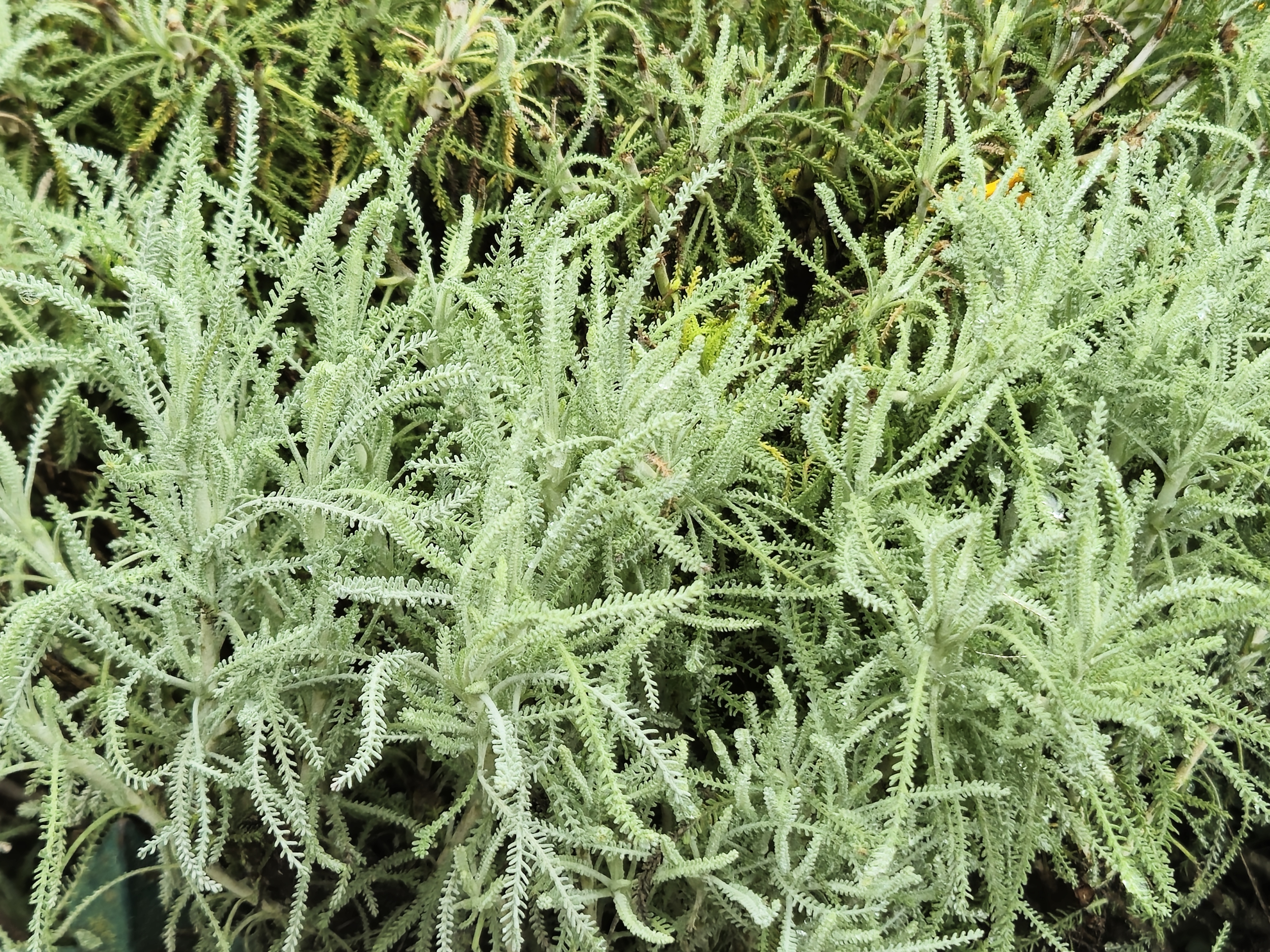 Close-up of silvery-gray Santolina chamaecyparissus (lavender cotton) with feathery leaves, captured at Ooty’s Government Botanical Garden.