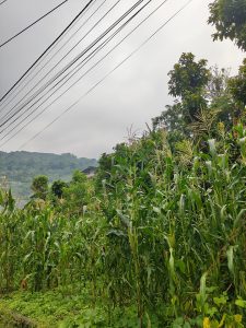 A lush field of tall corn plants stretches across the foreground, with green foliage clustering around the stalks
