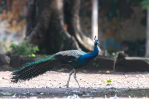 Indian peafowl (peacock) walks gracefully on the ground, showcasing its vibrant blue and green plumage.