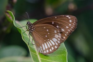 A close-up image of a brown common crow butterfly perched on a green leaf.
