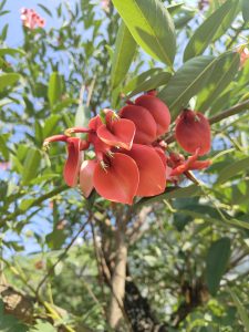 A close-up of vibrant red flowers with a glossy appearance, nestled among green leaves on a tree.