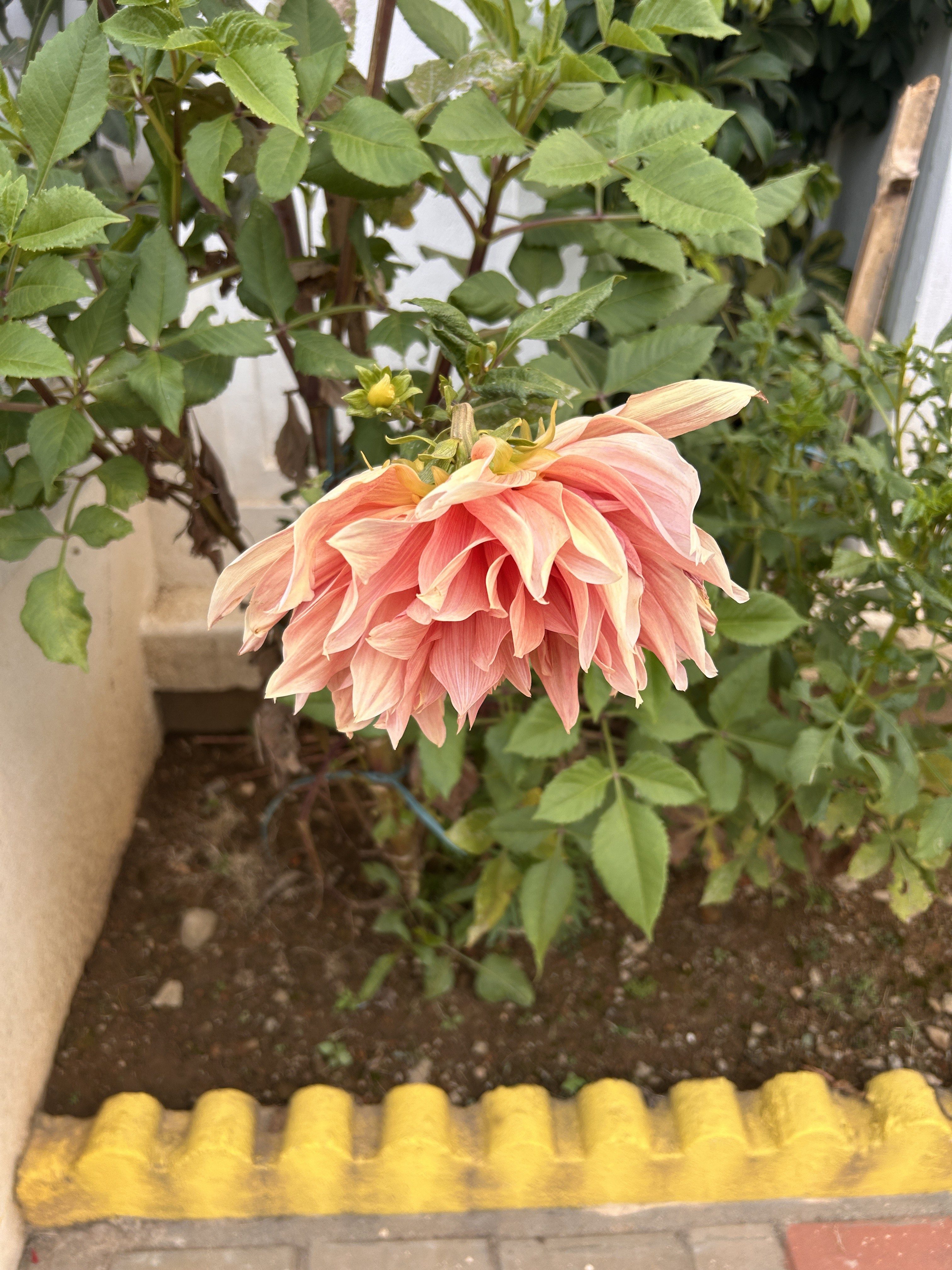 A large blooming flower with soft pink and peach petals is surrounded by green foliage.
