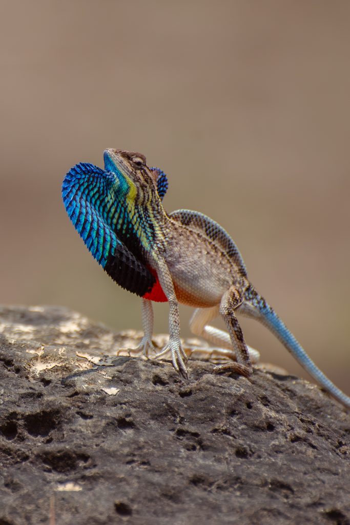 A colorful Fan-throated lizard perched on a rock, displaying its vibrant blue and black throat flap, which is expanded while its body is primarily brown with hints of red and white.