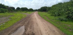 A dirt road winding through a lush, green landscape, bordered by patches of grass and bushes.
