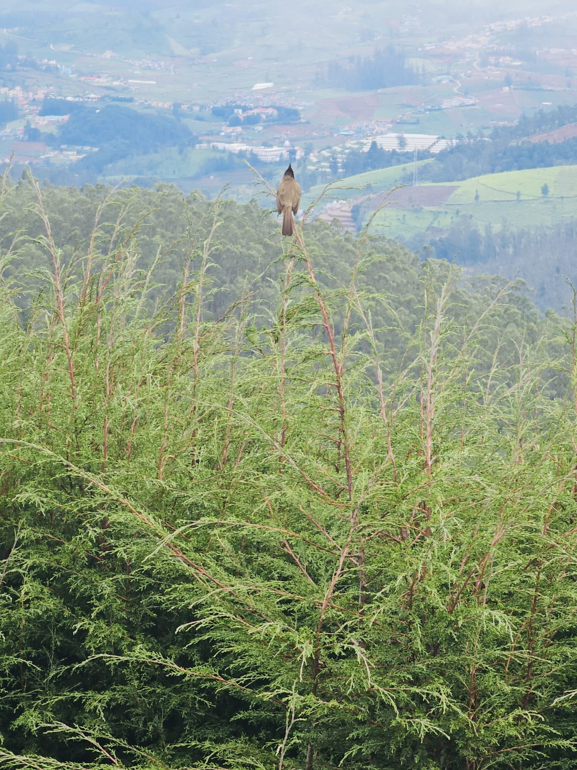 Red-vented Bulbul on a Leyland cypress with misty hills in the background, captured at Doddabetta Peak, Ooty.