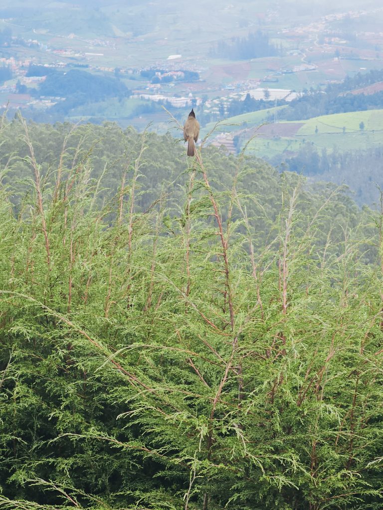 Red-vented Bulbul on a Leyland cypress with misty hills in the background, captured at Doddabetta Peak, Ooty.