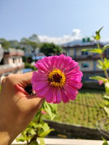 A hand is holding a vibrant pink Zinnia flower with a yellow center, set against a clear blue sky and green foliage in the background.