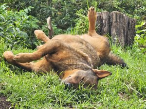 A brown dog lies on its back in lush green grass, appearing relaxed with its paws stretched out and eyes closed. In the background, there are green plants and a wooden tree stump. Captured from Ooty, Tamil Nadu. 