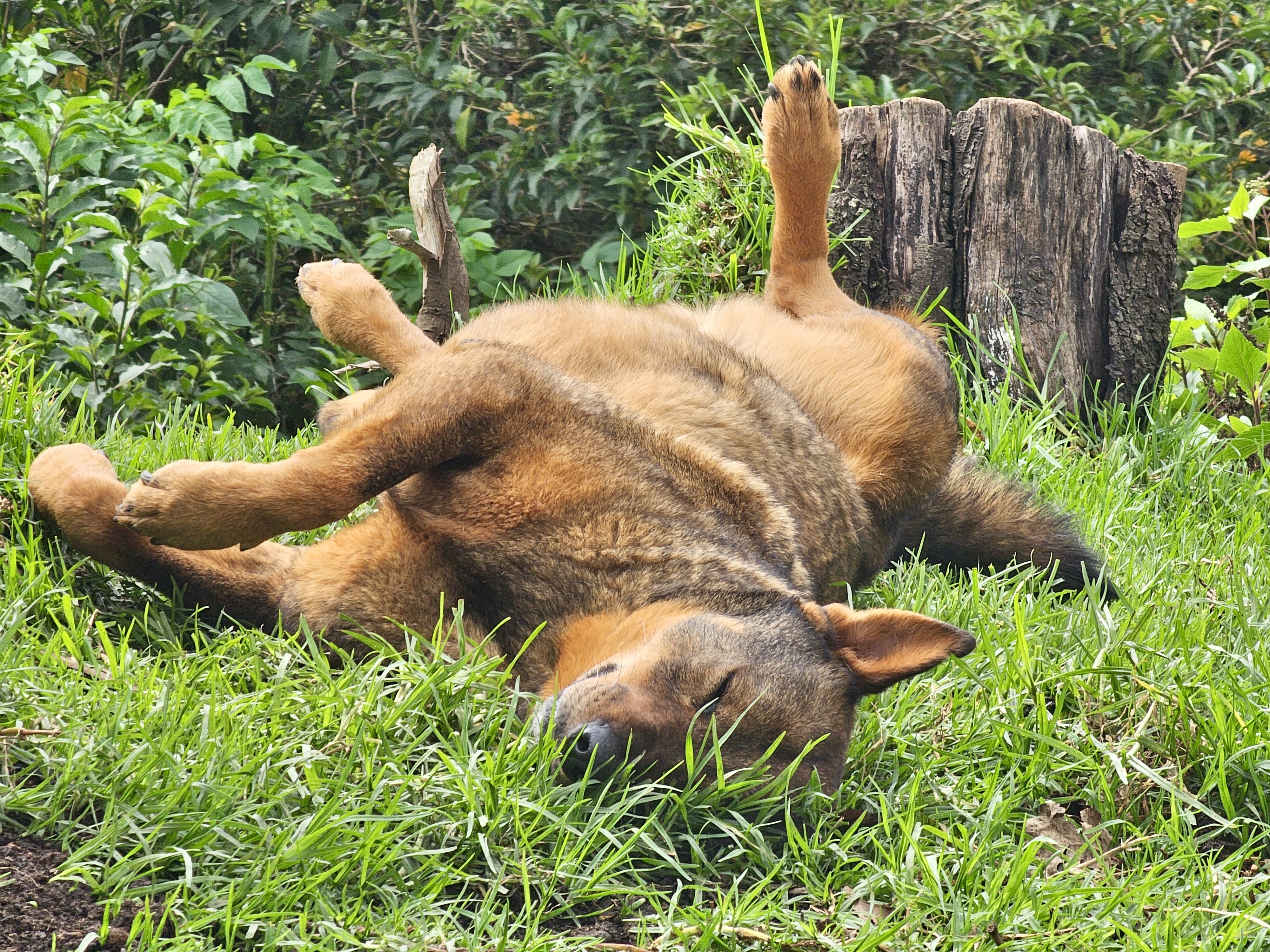 A brown dog lies on its back in lush green grass, appearing relaxed with its paws stretched out and eyes closed. In the background, there are green plants and a wooden tree stump. Captured from Ooty, Tamil Nadu.