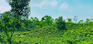 A green tea estate located at beautiful Sylhet Bangladesh
