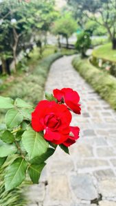 A close-up view of vibrant red roses with lush green leaves, set against a blurred background of a winding pathway lined with grass and trees.