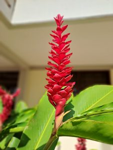 A close-up of a vibrant red ginger lily flower in full bloom
