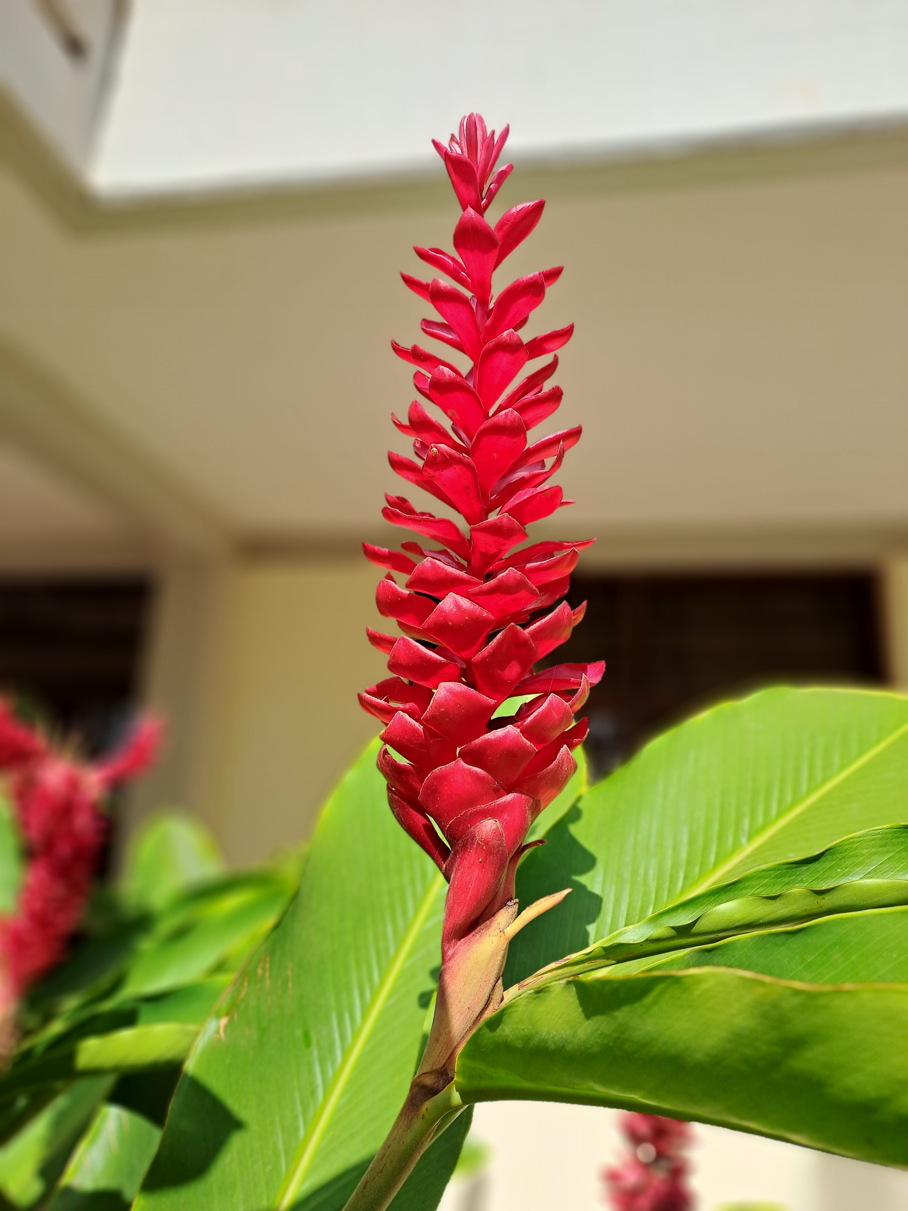 A close-up of a vibrant red ginger lily flower in full bloom