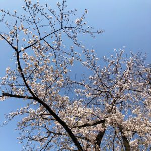 A close-up view of cherry blossom branches filled with delicate white flowers against a clear blue sky.