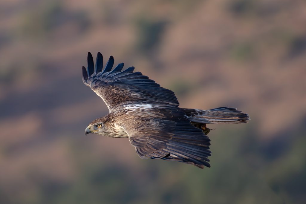 Bonelli’s eagle soaring gracefully in the showcasing its outstretched wings and sharp talons.