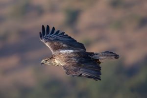Bonelli's eagle soaring gracefully in the showcasing its outstretched wings and sharp talons.