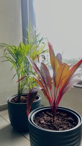 Two potted plants sit gracefully by the window, bathed in warm, streaming sunlight.