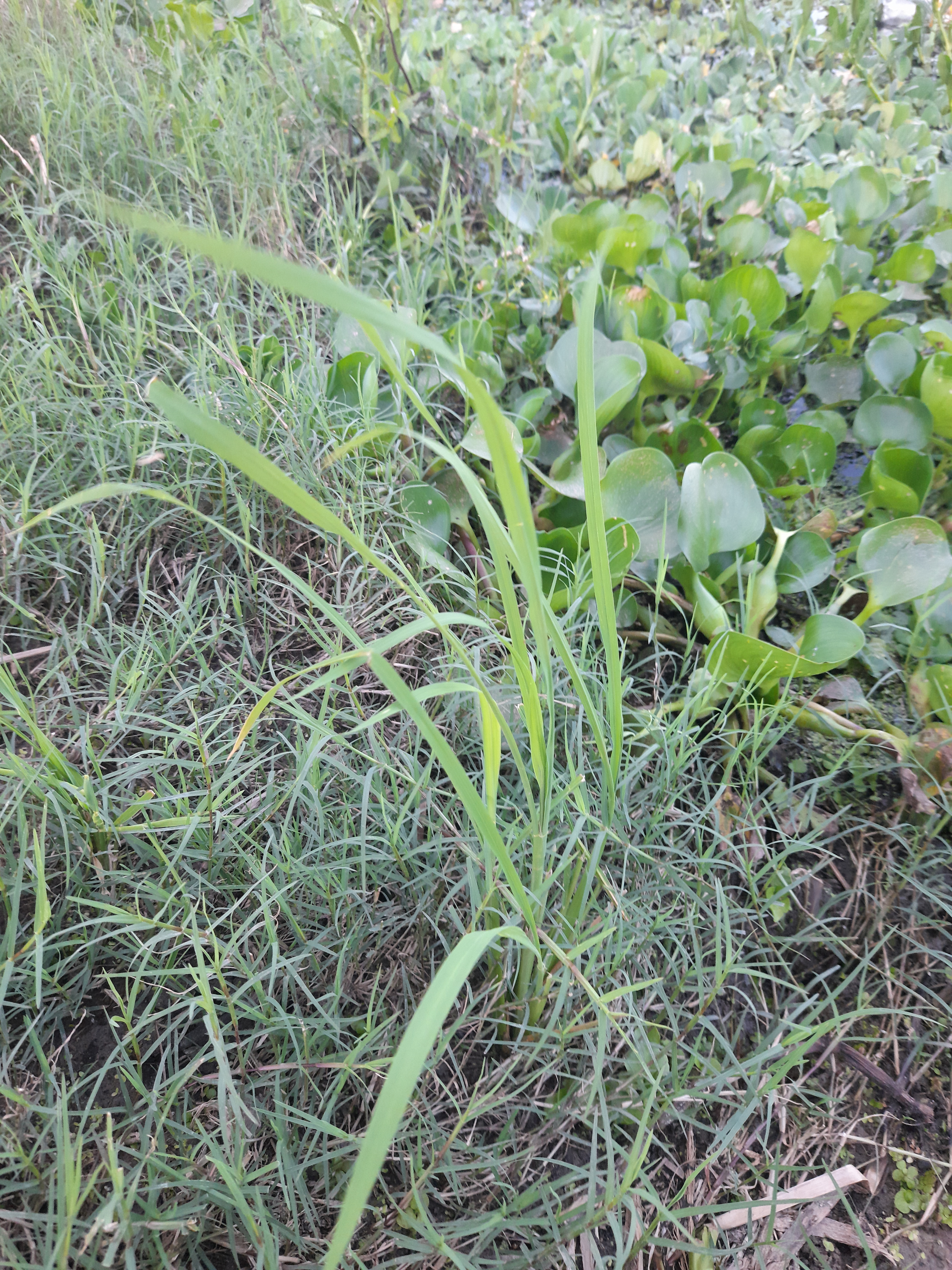 Green grass grows on the ground near a patch of water hyacinths by the edge of a wetland area.