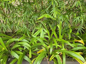 A lush arrangement of greenery featuring tall, slender bamboo stalks intertwined with broad, glossy green leaves. 
