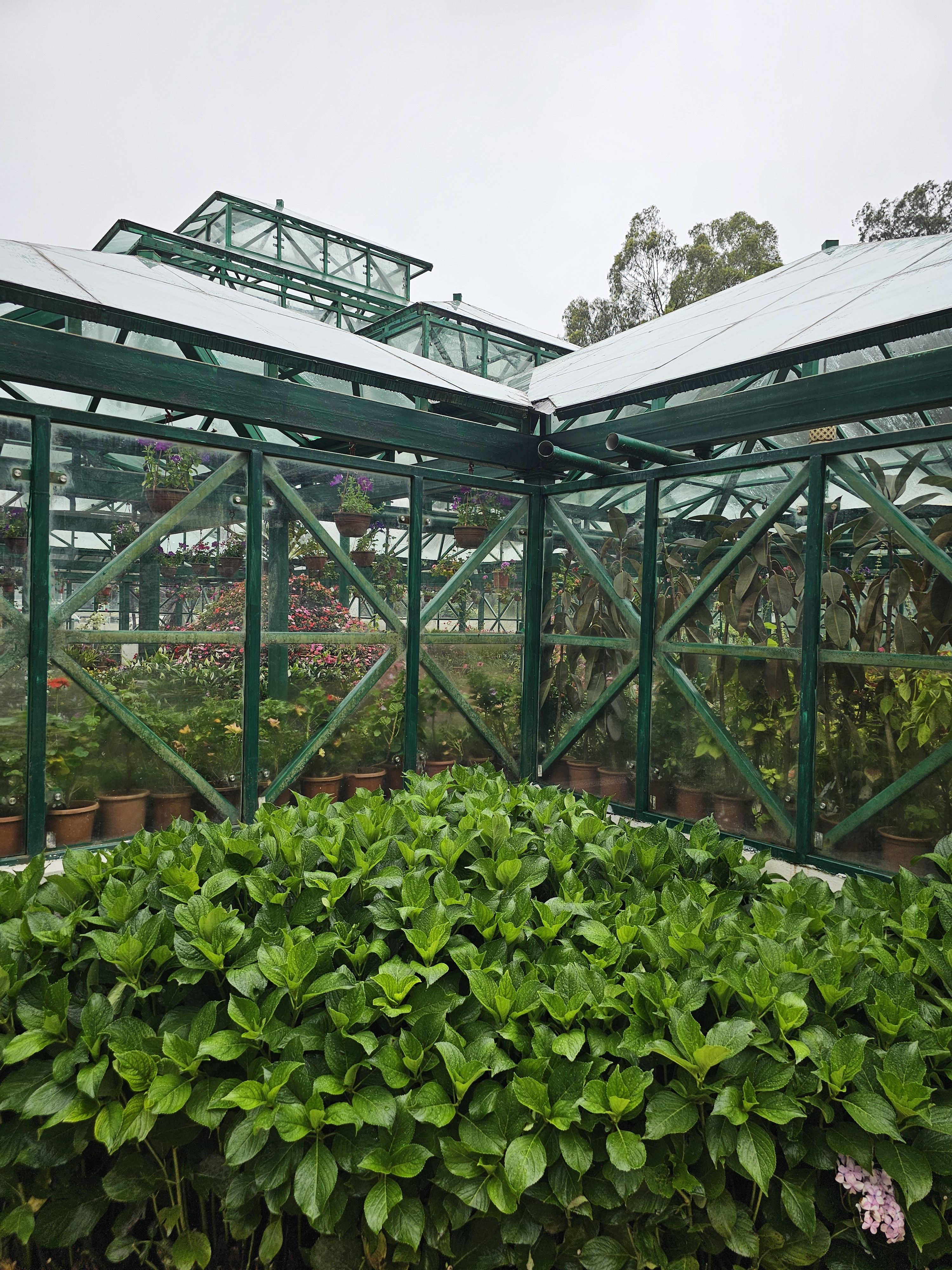 A greenhouse with a green metal frame and glass panels, filled with various potted plants. In the foreground, a dense cluster of green leafy plants adds depth to the scene. Captured from the Government Botanical Garden, Ooty, Tamil Nadu.