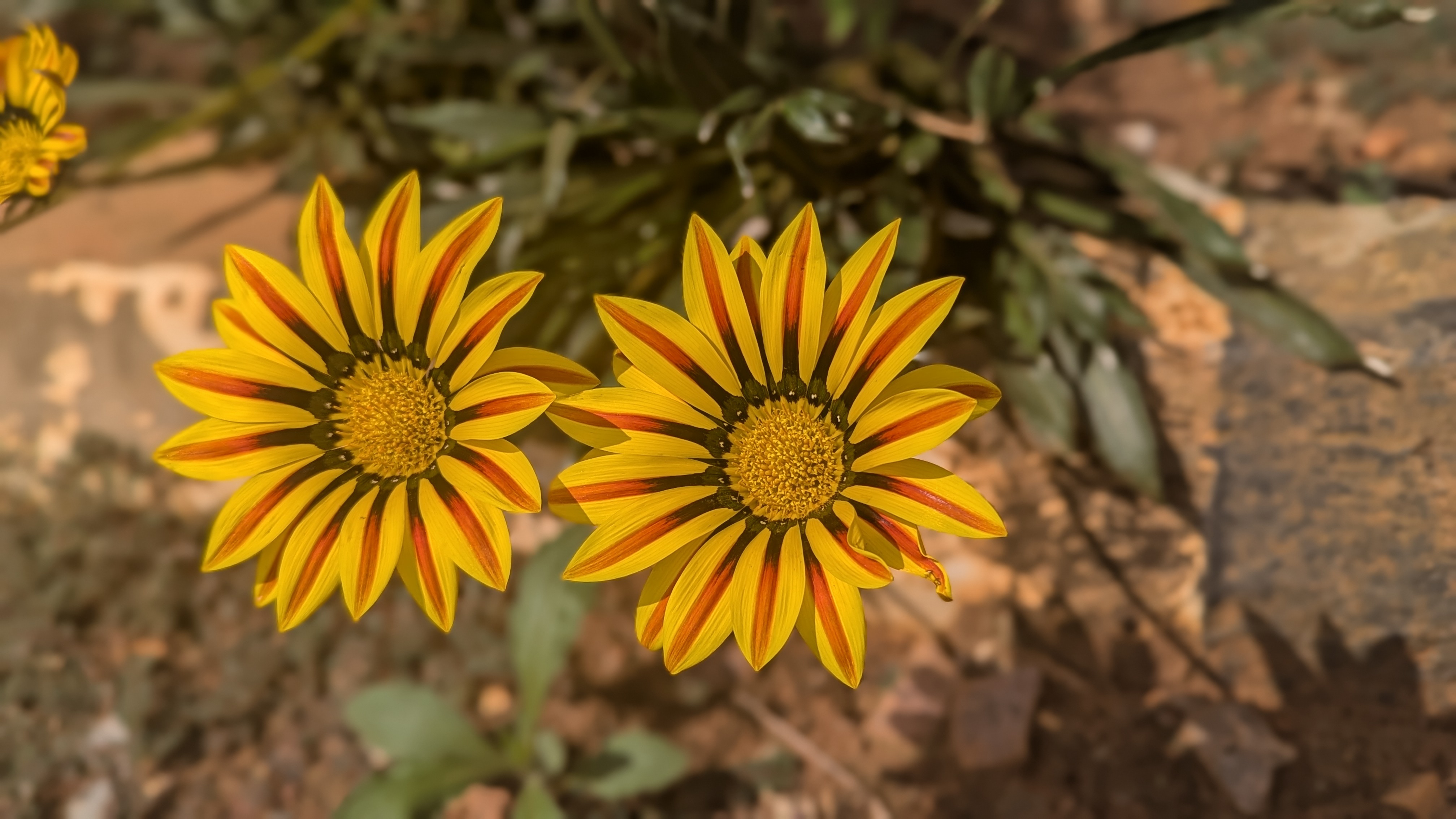 Two vibrant yellow flowers with red and brown streaks are shown side by side
