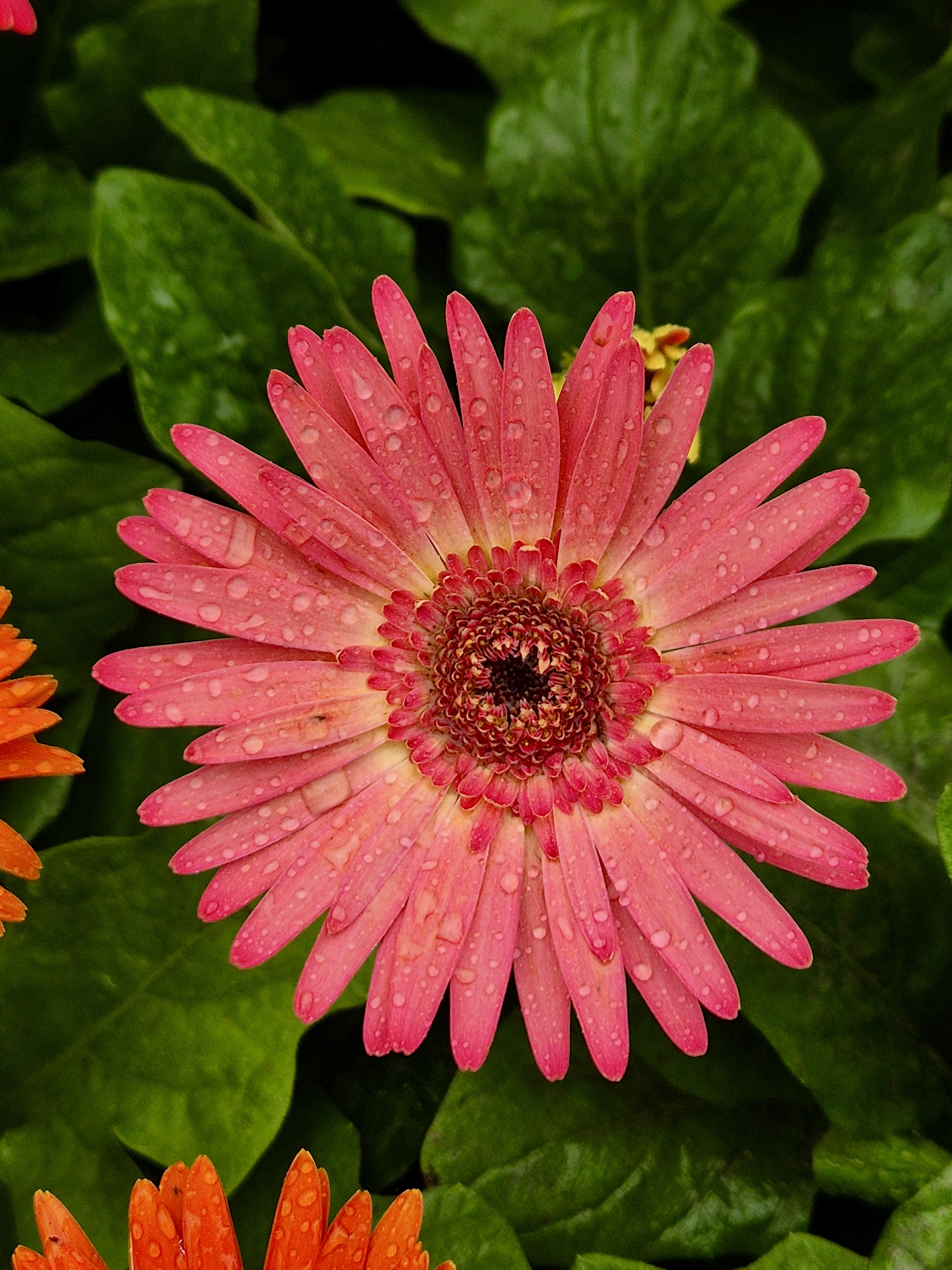 A close-up of a pink Gerbera daisy with water droplets on its petals. The flower is in full bloom, with a dark center and numerous petals arranged in a radial pattern, set against a backdrop of lush green leaves. An early morning seen from the Government Botanical Garden, Ooty, Tamil Nadu.