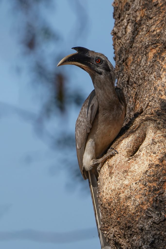 A close-up of a Grey Hornbill bird , perched on the side of a tree trunk. The bird has a light gray body, a darker gray crest, and bright red eye.