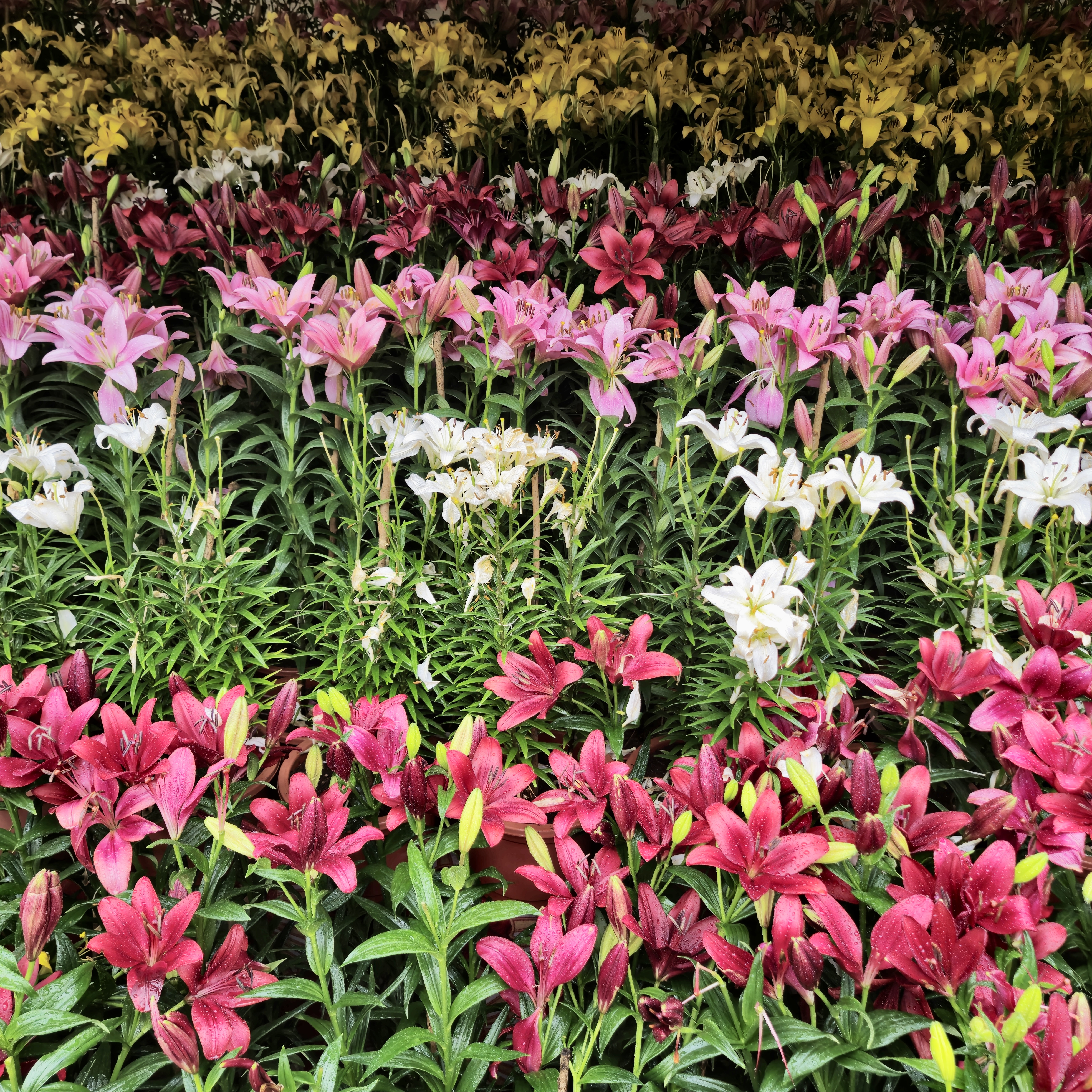 A colorful field of lilies in full bloom stretches out in neat rows at the Government Botanical Garden, Ooty. Shades of pink, white, yellow, and red lilies brighten the early morning light, while their green stems and leaves add freshness and depth to the view. The cool morning air and soft sunlight make the scene peaceful and beautiful.