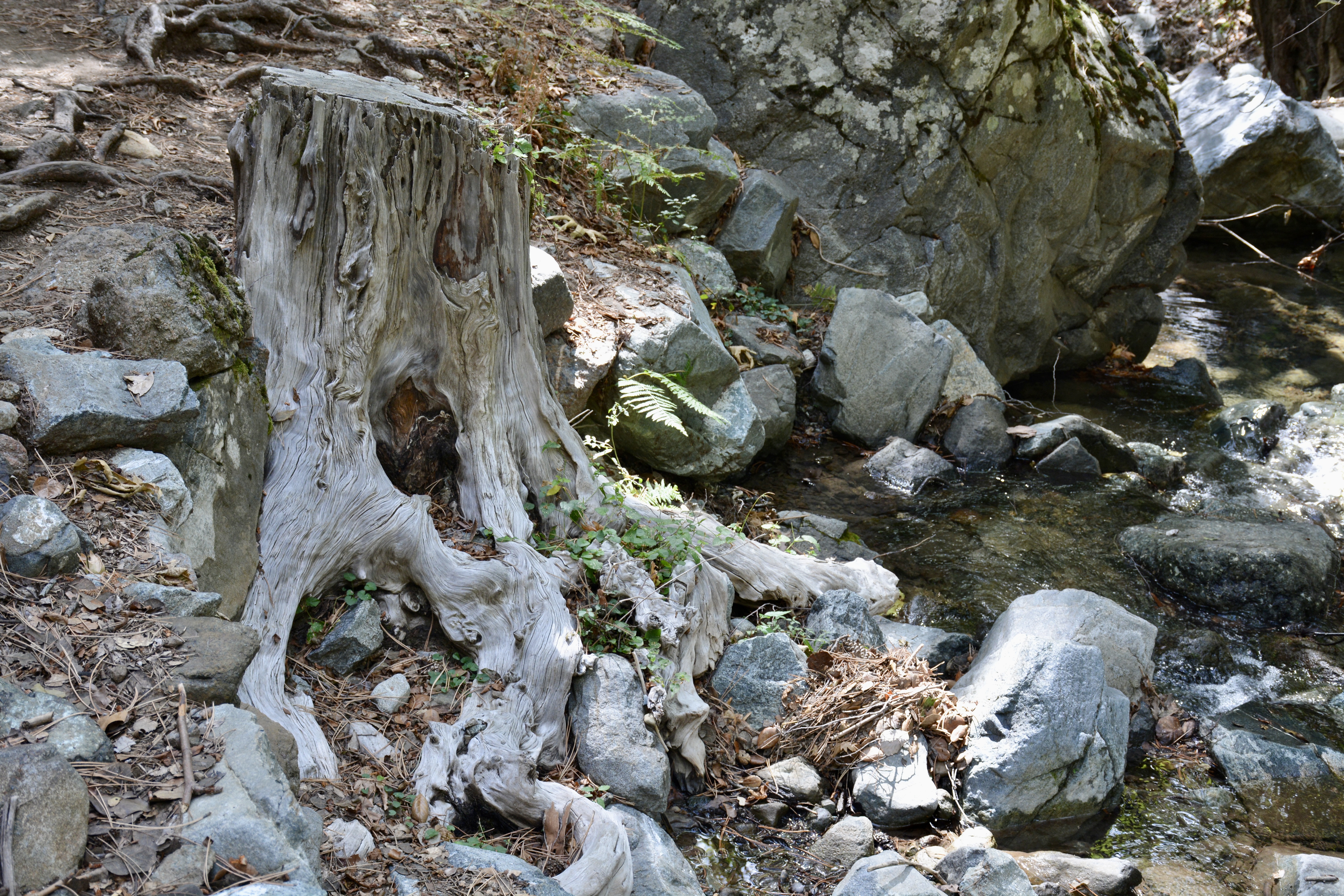 A weathered tree stump with prominent roots extending into a rocky stream bank. Captured from the Cyprus’s Troodos Mountains.
