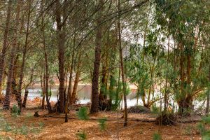 A tranquil forest scene featuring tall trees with slender trunks and vibrant green leaves. The ground is covered in brown pine needles and wood chips, creating a natural carpet. In the background, a calm river is visible through the trees, reflecting the surrounding greenery. Rio Tinto, Huelva, Spain.

