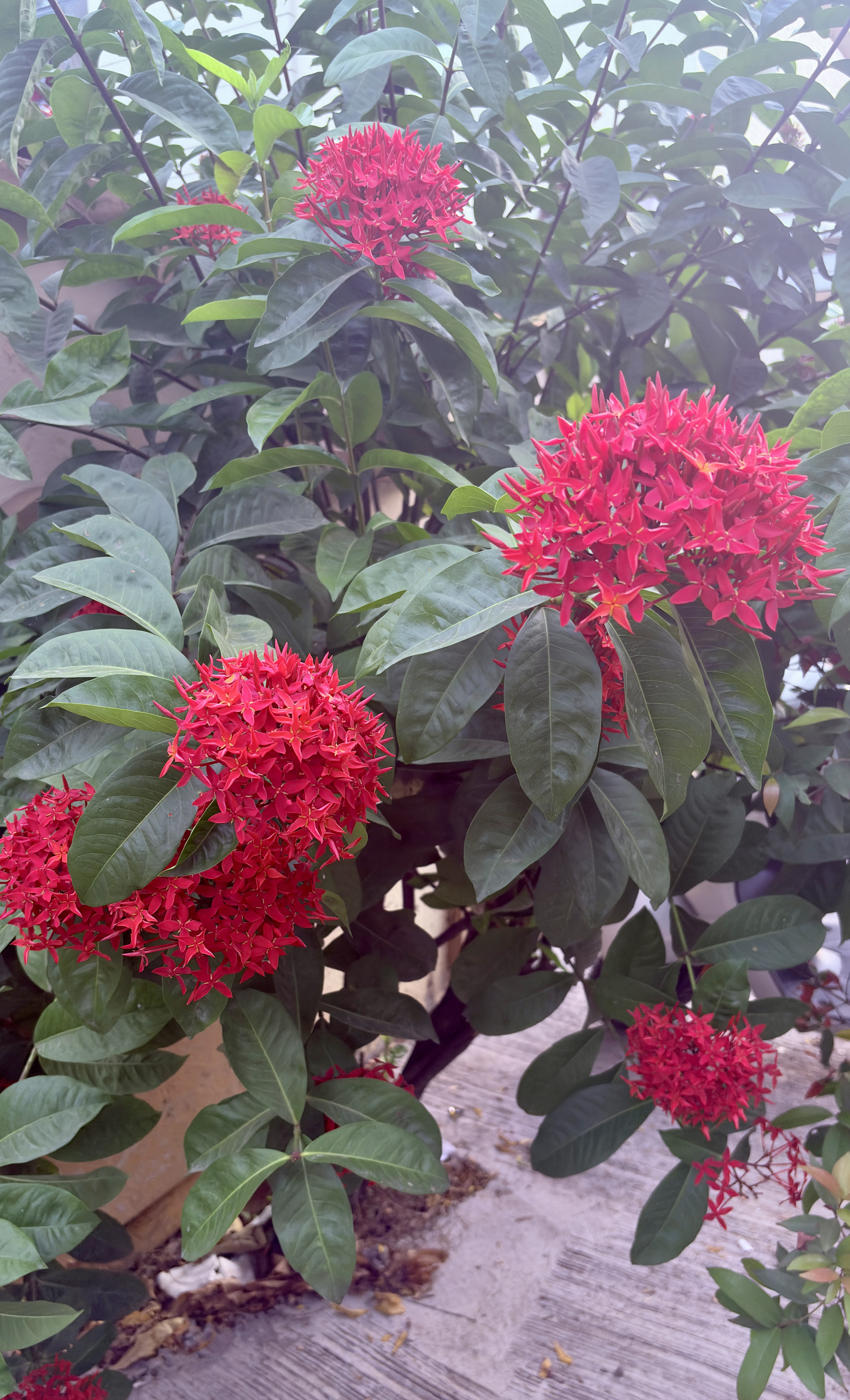 A close-up view of a cluster of bright red ixora flowers, surrounded by glossy green leaves.