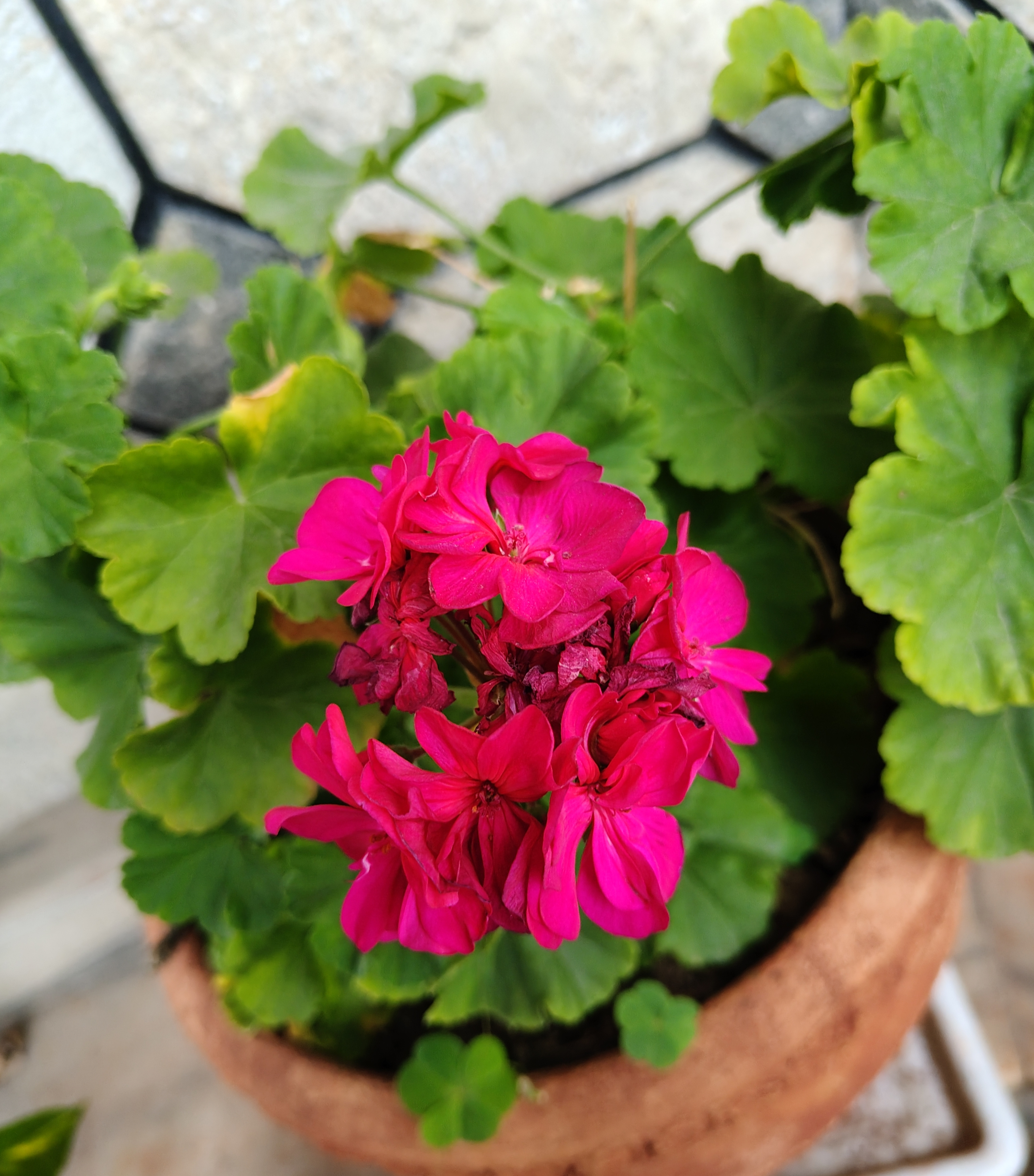 A close-up view of vibrant pink geranium flowers blooming in a terracotta pot.